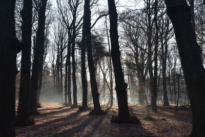 Trees in forest