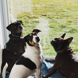 Dogs on grassy field