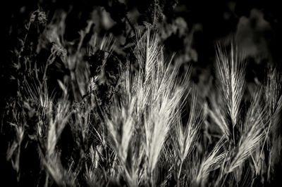 Close-up of plant growing on field