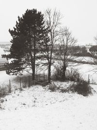 Trees on snow field against clear sky