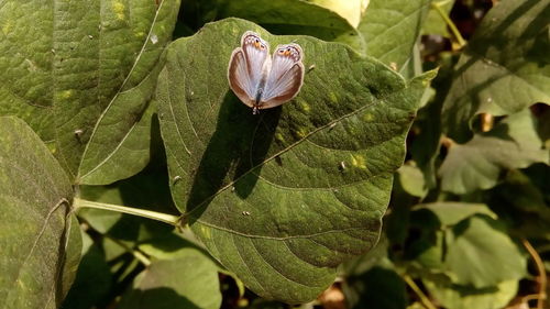 Close-up of butterfly on plant