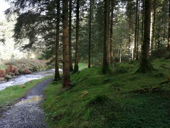 Scenic view of forest