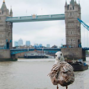 Close-up of bird on bridge over river