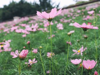 Close-up of pink cosmos blooming outdoors