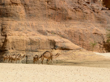 Horses in a desert