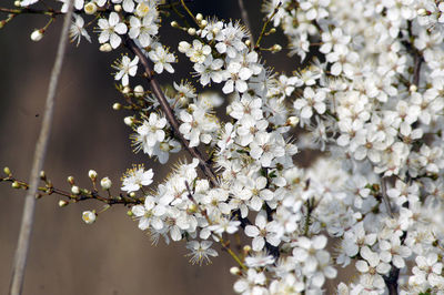 Close-up of white cherry blossom tree