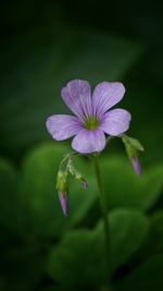 Close-up of purple flowers