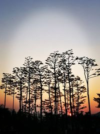 Silhouette of trees during sunset