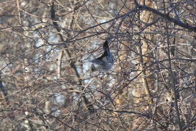 Low angle view of bird perching on tree