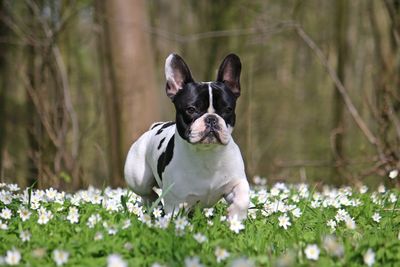 Close-up of dog with flowers