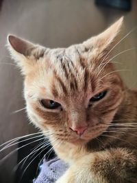 Close-up portrait of a cat