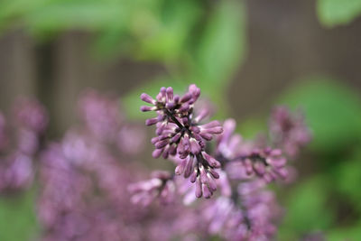 Close-up of pink flowering plant