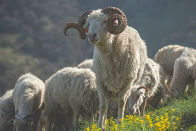 Ram with big horns