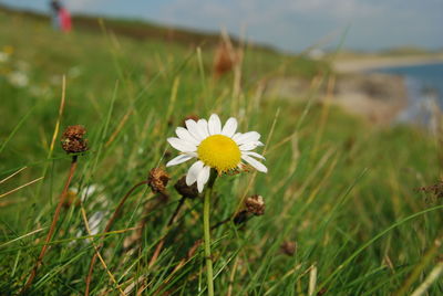 Close-up of flowers blooming on field