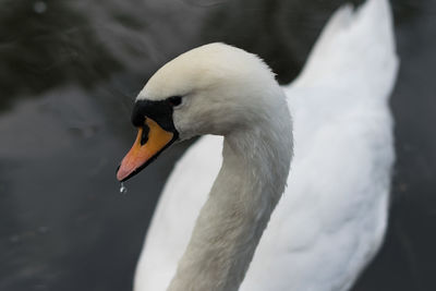 Close-up of swan