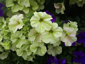 Close-up of purple flowering plants