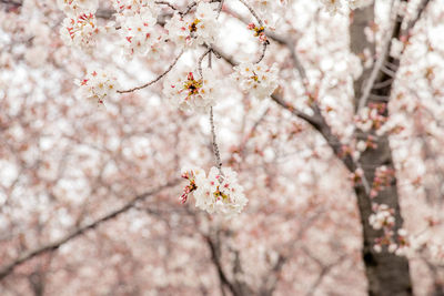 Close-up of cherry blossom