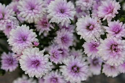 Close-up of pink flowering plants