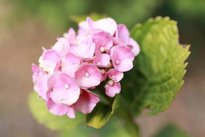 Close-up of pink flowering plant