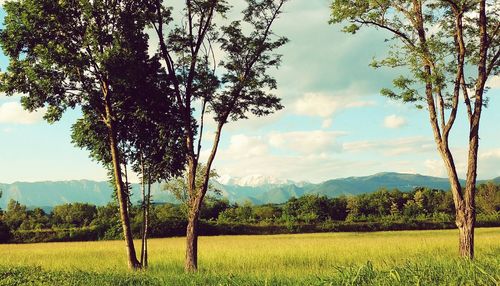 Scenic view of landscape against sky