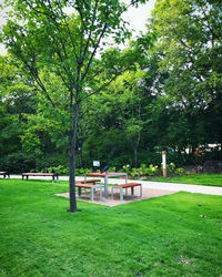 Trees in park