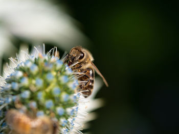 Close-up of bee pollinating flower