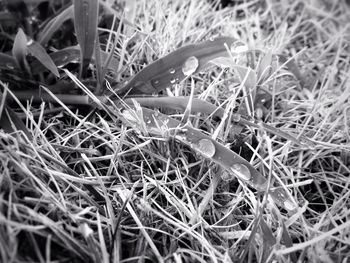 Close-up of plants on field