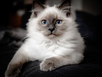 Portrait of cat- ragdoll is watching 