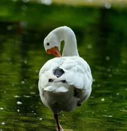 Bird flying over lake