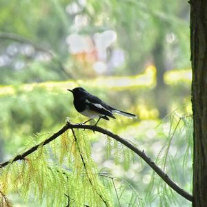 Bird perching on a branch