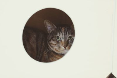 Portrait of cat against white background