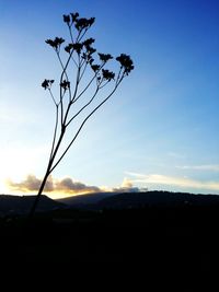 Silhouette tree against clear sky during sunset