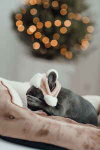 Close-up of dog lying on bed at home