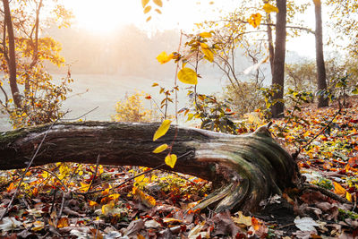 Autumn leaves on tree trunk in forest