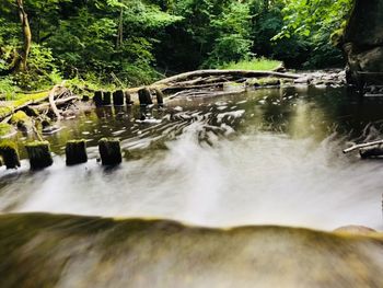 Scenic view of waterfall in forest