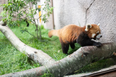 Panda relaxing on tree in zoo