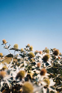 Close-up of yellow flowering plants on field against clear sky