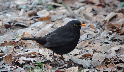 High angle view of male blackbird perching on land