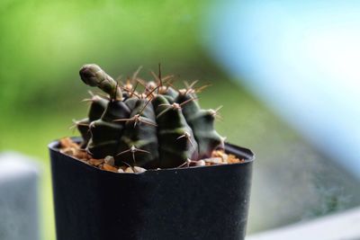 Close-up of succulent plant