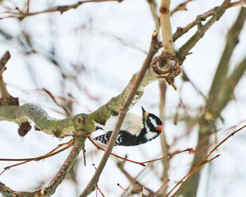 Close-up of bird perching on branch during winter