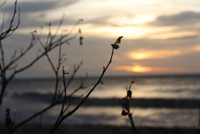 Close-up of silhouette bird against sky during sunset