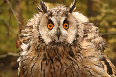 Close-up portrait of owl