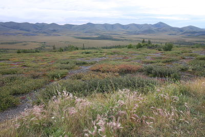 Scenic view of field against sky