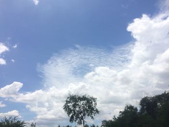 Low angle view of trees against blue sky