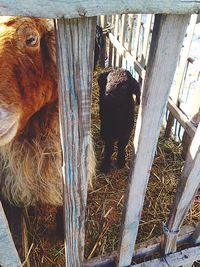 Close-up of horse in cage