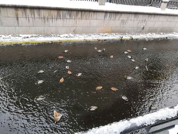 High angle view of birds in water during winter