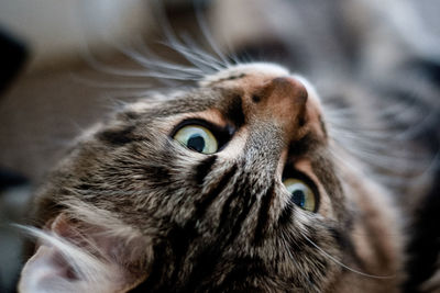 Close-up of a cat looking away