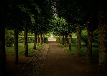 Footpath amidst trees