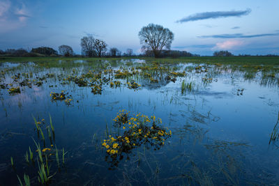 Evening view of a flooded meadow with yellow marigold flowers, spring april in eastern poland