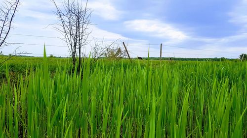 Crops growing on field against sky